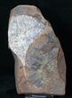 Fossil Ginkgo Leaf From North Dakota - Paleocene #15806-1